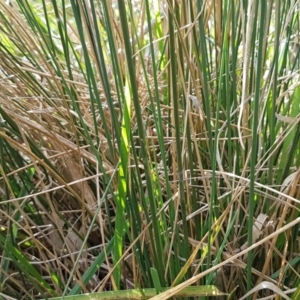 Juncus sp. at Bruce, ACT - 3 Sep 2020 04:20 PM