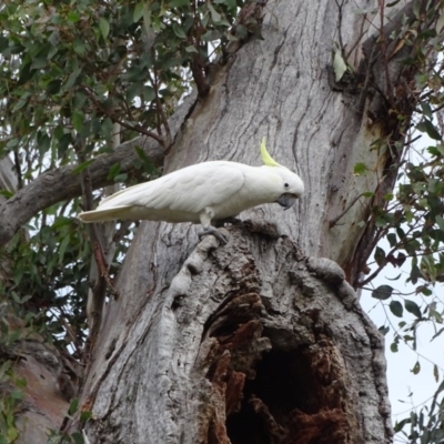 Cacatua galerita (Sulphur-crested Cockatoo) at Mount Mugga Mugga - 2 Sep 2020 by Mike