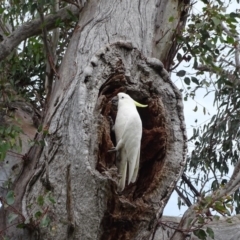 Cacatua galerita at O'Malley, ACT - 3 Sep 2020 09:08 AM