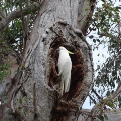 Cacatua galerita at O'Malley, ACT - 3 Sep 2020