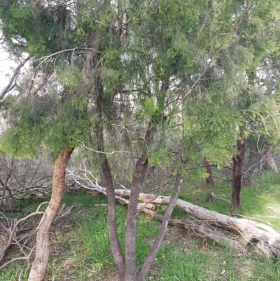 Exocarpos cupressiformis (Cherry Ballart) at Bruce Ridge to Gossan Hill - 3 Sep 2020 by trevorpreston