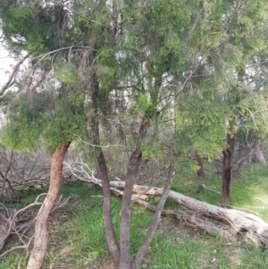 Exocarpos cupressiformis at Bruce, ACT - 3 Sep 2020