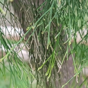 Exocarpos cupressiformis at Bruce, ACT - 3 Sep 2020