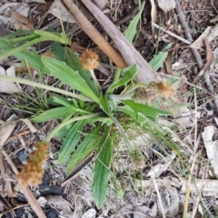 Plantago varia (Native Plaintain) at Flea Bog Flat, Bruce - 3 Sep 2020 by tpreston