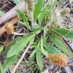 Plantago varia at Bruce, ACT - 3 Sep 2020