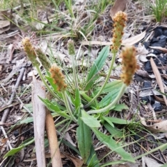 Plantago varia at Bruce, ACT - 3 Sep 2020