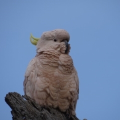 Cacatua galerita (Sulphur-crested Cockatoo) at O'Malley, ACT - 2 Sep 2020 by Mike