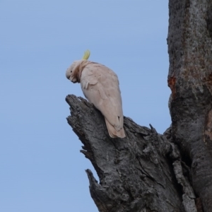 Cacatua galerita at O'Malley, ACT - 3 Sep 2020 09:07 AM