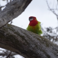 Platycercus eximius (Eastern Rosella) at O'Malley, ACT - 2 Sep 2020 by Mike