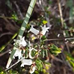 Cryptandra amara (Bitter Cryptandra) at Bruce, ACT - 3 Sep 2020 by trevorpreston