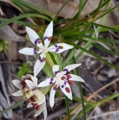 Wurmbea dioica subsp. dioica (Early Nancy) at Bruce, ACT - 3 Sep 2020 by trevorpreston