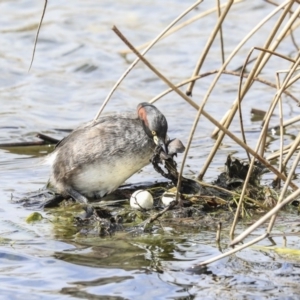 Tachybaptus novaehollandiae at Gungahlin, ACT - 3 Sep 2020