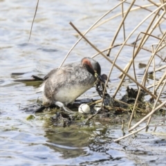 Tachybaptus novaehollandiae at Gungahlin, ACT - 3 Sep 2020