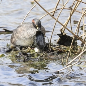 Tachybaptus novaehollandiae at Gungahlin, ACT - 3 Sep 2020