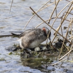 Tachybaptus novaehollandiae at Gungahlin, ACT - 3 Sep 2020