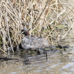 Tachybaptus novaehollandiae at Gungahlin, ACT - 3 Sep 2020