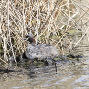 Tachybaptus novaehollandiae at Gungahlin, ACT - 3 Sep 2020