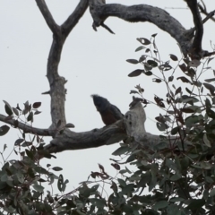 Callocephalon fimbriatum (Gang-gang Cockatoo) at O'Malley, ACT - 2 Sep 2020 by Mike