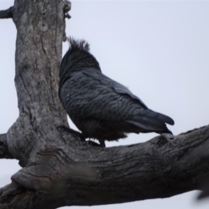 Callocephalon fimbriatum at O'Malley, ACT - 3 Sep 2020