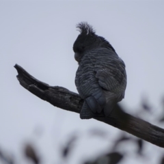 Callocephalon fimbriatum at O'Malley, ACT - 3 Sep 2020