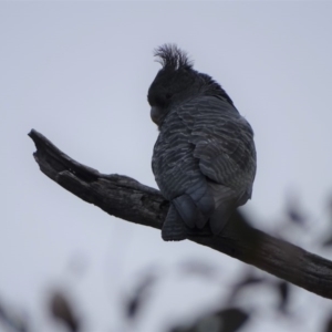 Callocephalon fimbriatum at O'Malley, ACT - 3 Sep 2020