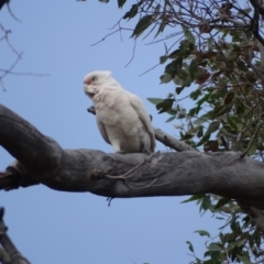 Cacatua sanguinea (Little Corella) at O'Malley, ACT - 3 Sep 2020 by Mike