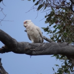 Cacatua sanguinea (Little Corella) at O'Malley, ACT - 2 Sep 2020 by Mike