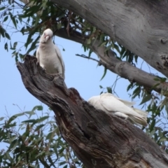 Cacatua sanguinea at O'Malley, ACT - 3 Sep 2020 09:16 AM