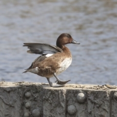 Aythya australis (Hardhead) at Gungahlin, ACT - 3 Sep 2020 by AlisonMilton