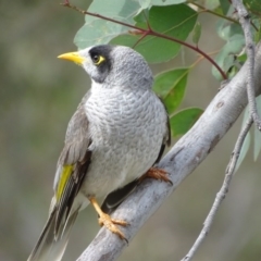 Manorina melanocephala (Noisy Miner) at O'Malley, ACT - 3 Sep 2020 by Mike
