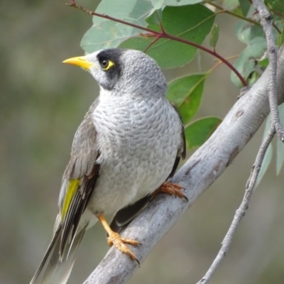 Manorina melanocephala (Noisy Miner) at O'Malley, ACT - 3 Sep 2020 by Mike
