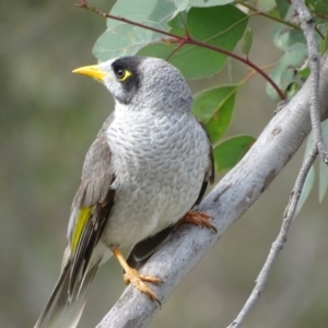 Manorina melanocephala at O'Malley, ACT - 3 Sep 2020