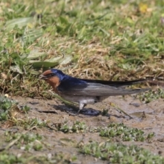 Hirundo neoxena (Welcome Swallow) at Gungahlin, ACT - 3 Sep 2020 by Alison Milton