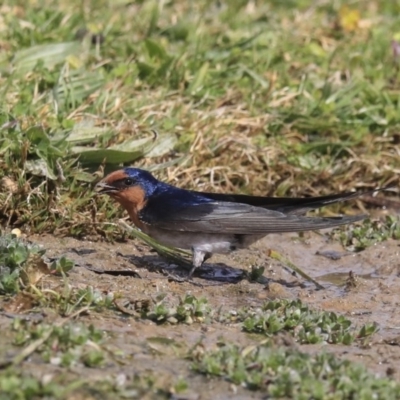 Hirundo neoxena (Welcome Swallow) at Gungahlin, ACT - 3 Sep 2020 by AlisonMilton
