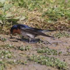 Hirundo neoxena at Gungahlin, ACT - 3 Sep 2020 12:15 PM