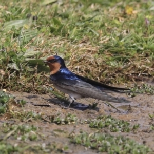 Hirundo neoxena at Gungahlin, ACT - 3 Sep 2020 12:15 PM