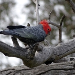 Callocephalon fimbriatum (Gang-gang Cockatoo) at O'Malley, ACT - 2 Sep 2020 by Mike