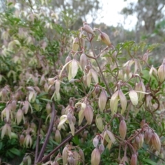 Clematis leptophylla (Small-leaf Clematis, Old Man's Beard) at O'Malley, ACT - 2 Sep 2020 by Mike