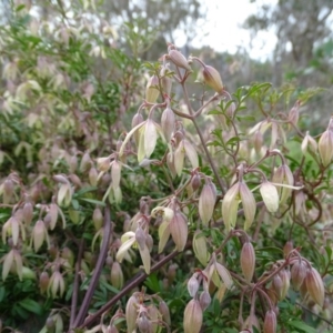 Clematis leptophylla at O'Malley, ACT - 3 Sep 2020