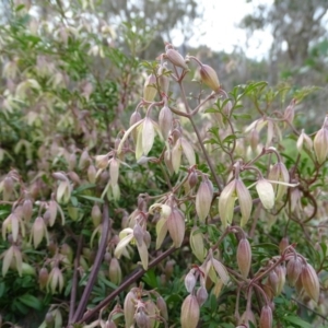 Clematis leptophylla at O'Malley, ACT - 3 Sep 2020 09:29 AM