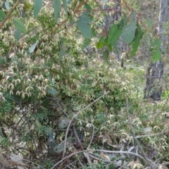 Clematis leptophylla at O'Malley, ACT - 3 Sep 2020 09:29 AM