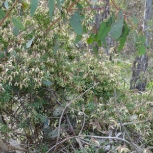 Clematis leptophylla at O'Malley, ACT - 3 Sep 2020 09:29 AM