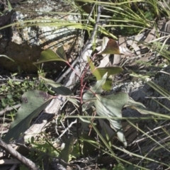 Brachychiton populneus subsp. populneus (Kurrajong) at Hawker, ACT - 29 Aug 2020 by AlisonMilton