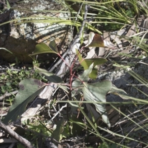 Brachychiton populneus subsp. populneus at Hawker, ACT - 29 Aug 2020