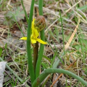 Bulbine bulbosa at O'Malley, ACT - 3 Sep 2020 09:41 AM