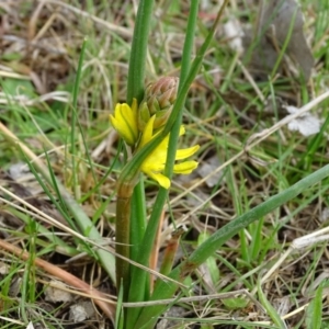 Bulbine bulbosa at O'Malley, ACT - 3 Sep 2020 09:41 AM