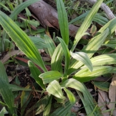 Plantago varia (Native Plaintain) at Flea Bog Flat, Bruce - 3 Sep 2020 by tpreston