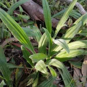 Plantago varia at Bruce, ACT - 3 Sep 2020