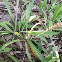 Plantago varia at Bruce, ACT - 3 Sep 2020