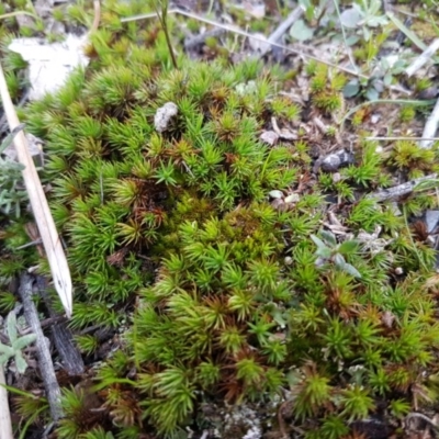 Polytrichaceae sp. (family) (A moss) at Bruce, ACT - 3 Sep 2020 by tpreston